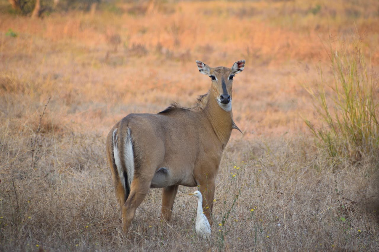 Rama Safari Green Farms