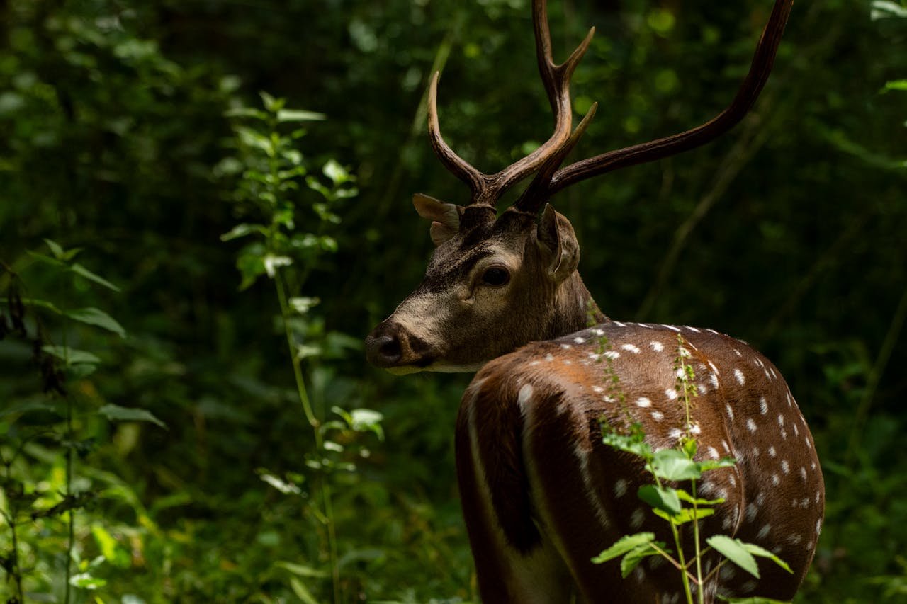 Spotted-Deer