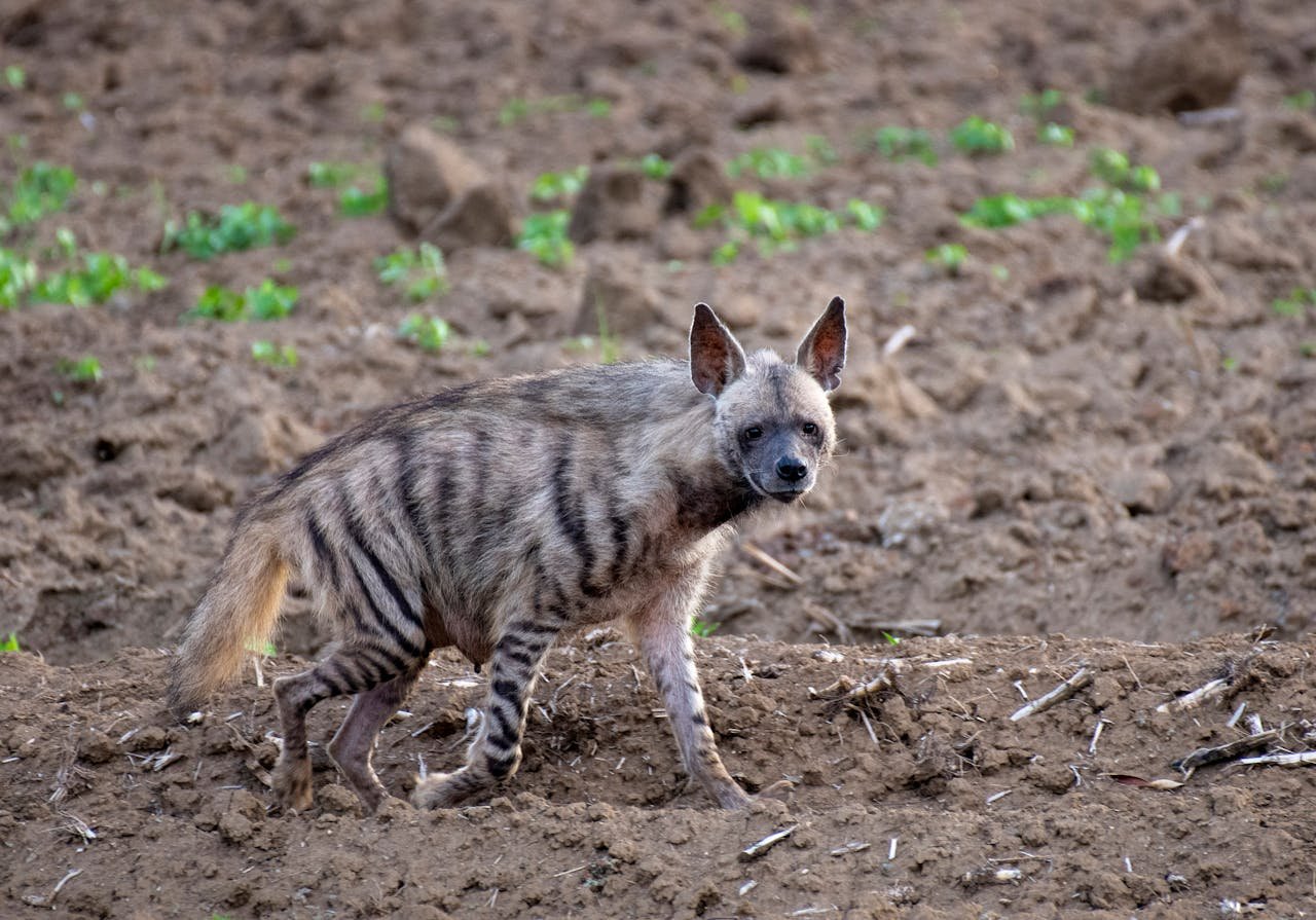 Striped-Hyena