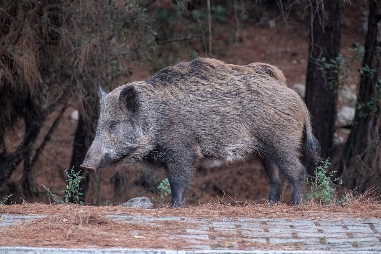 Wild Boar