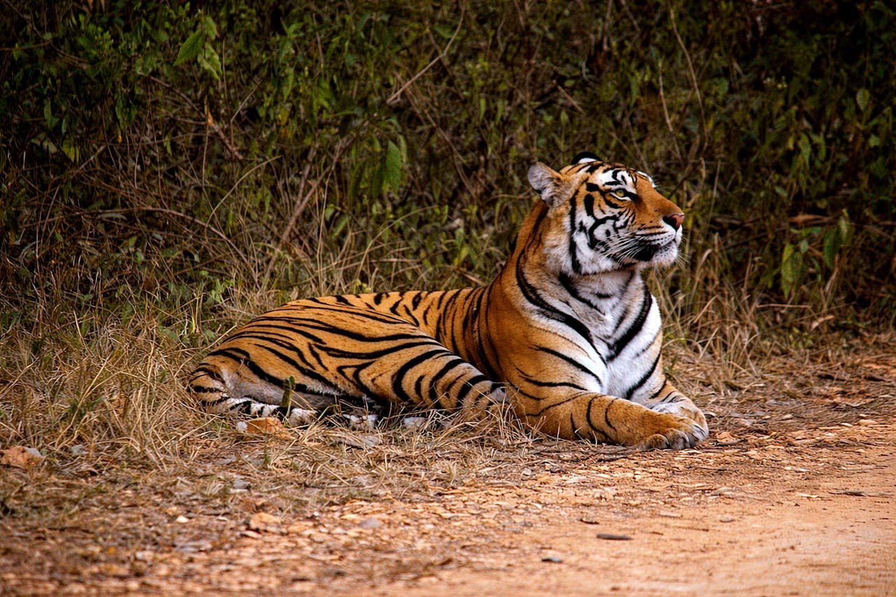 Weekend Farmhouses Near Ranthambore