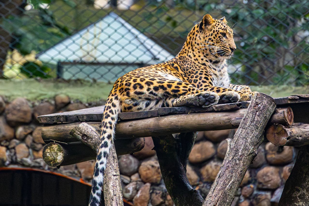 leopard