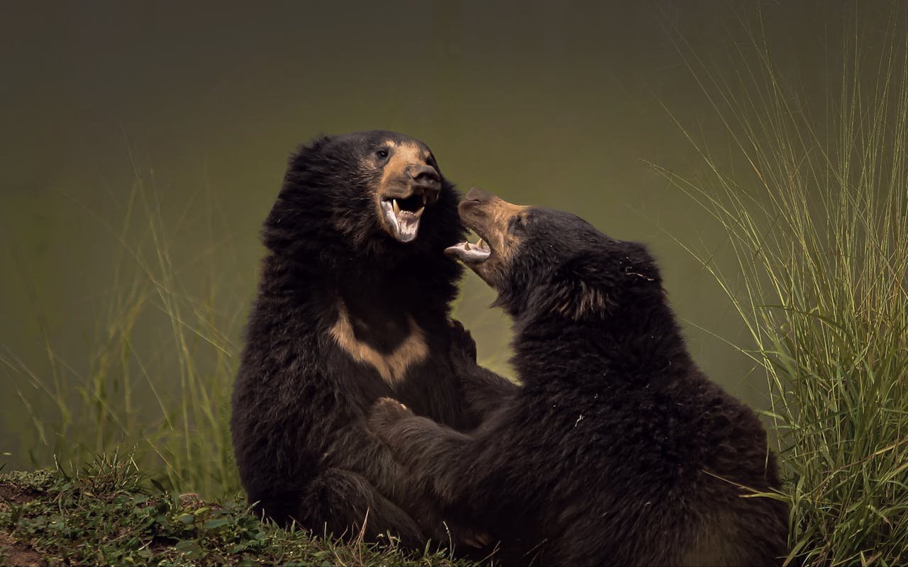 sloth-bear